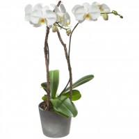 orchideen_ab503